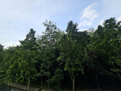 Eco Sanctuary (D23), Condominium #505472711
